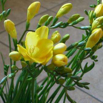 Freesia speciosa - Indigenous South African Native Perennial Bulb 3 Seed Pack - Flat Ship Rate