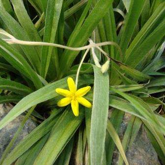 10 Hypoxis acuminata Seeds - Indigenous South African Perennial Bulb - Immune Booster