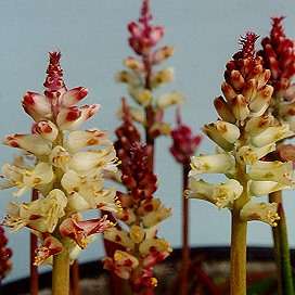 3 Lachenalia capensis Seeds - South African Endemic Perennial Bulb - Insured Flat Ship Rate