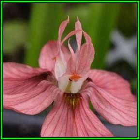 Moraea brachygyne Seeds - Indigenous Endemic Perennial Bulb - New