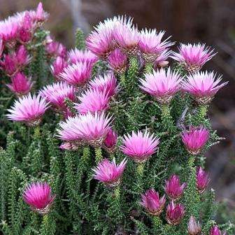 Phaenocoma prolifera Seeds - Cape Strawflower - Indigenous South African Shrub - Flat Ship Rate