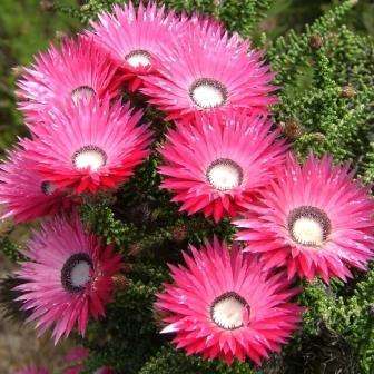 Phaenocoma prolifera Seeds - Cape Strawflower - Indigenous South African Shrub - Flat Ship Rate