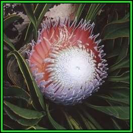 Protea cryophila Seeds - Indigenous Endemic Cut Flower Fynbos Shrub, New