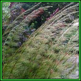 Rhodocoma capensis Seeds - Indigenous South African Endemic Ornamental Grass - New