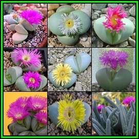Argyroderma Mixed Species -10 Seed Pack - Indigenous Succulent Mesemb - Global Shipping- NEW
