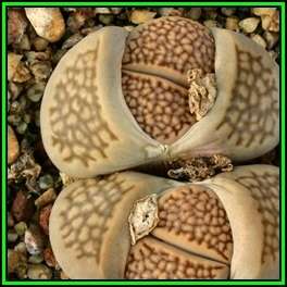Lithops hallii var salicola - 10 Seed Pack - Indigenous Succulent Mesemb - NEW