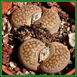 Lithops hallii var salicola Seeds - Indigenous Succulent Mesemb - NEW