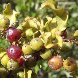 10 Euclea undulata Seeds - Small-leaved guarri - Indigenous South African Tree