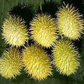 Cucumis zeyheri Seeds - Wild Cucumber Seeds - Indigenous Climber