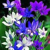 10 Babiana stricta Mixed Colours of Blue, Puple & White Seeds - Indigenous Bulbous Plants
