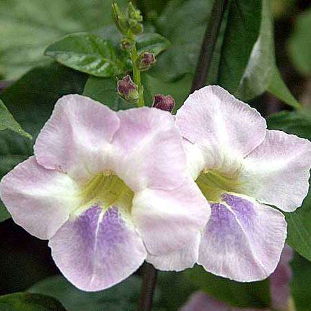 5 Asystasia gangetica Seeds - Creeping Foxglove Groundcover - Indigenous South African Perennial