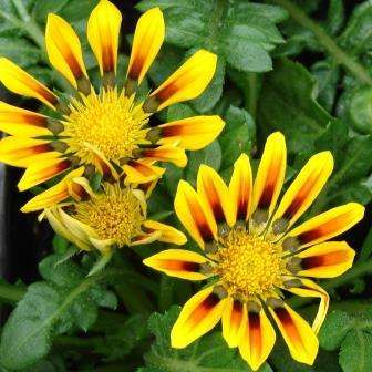 10 Gazania rigens var rigens Seeds - Creeping Groundcover - Indigenous South African Perennial
