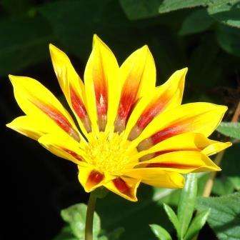 Gazania rigens var rigens Seeds - Creeping Groundcover - Indigenous South African Perennial