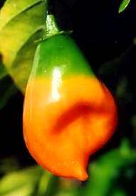 Capsicum Habanero Seeds ~ Extremely Hot Chilli Seeds