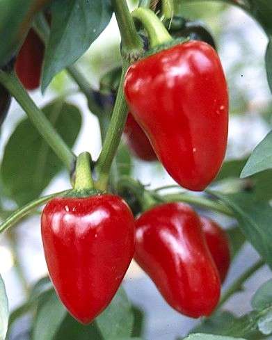 Capsicum Cherry Bomb Seeds ~ Hot Chilli Seeds - Vegetables - Chili