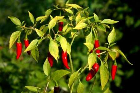 40 Capsicum Malaga Birds Eye Seeds ~ Extremely Hot Chilli Seeds - Vegetables - Chili