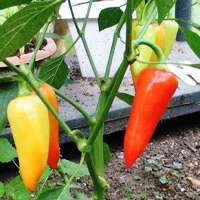 Capsicum Santa Fe Grande Seeds ~ Very Hot Chilli Seeds - Vegetables - Chili