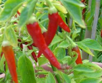 Capsicum Thai Dragon Seeds ~ Very Hot Chilli Seeds - Vegetables - Chili
