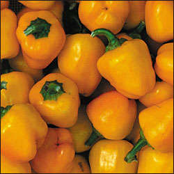 Capsicum Aladdin X3R Seeds ~ Yellow Pepper Seeds