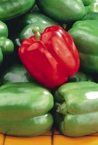 5 Large Green Pepper Seeds ~ Capsicum King Arthur Seeds - Vegetables