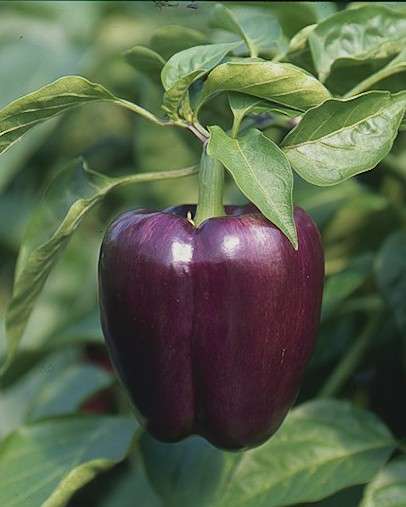 4 Capsicum Tequila Seeds ~ Purple Sweet Pepper Seeds - Vegetables