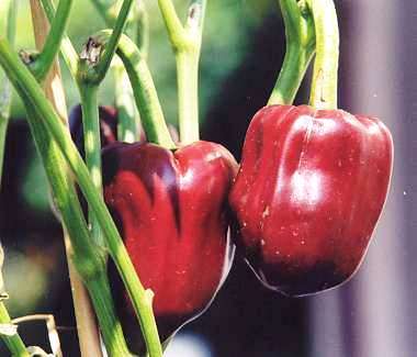 Paprika Seeds ~ Capsicum Papri Queen Seeds - Vegetables - Chili