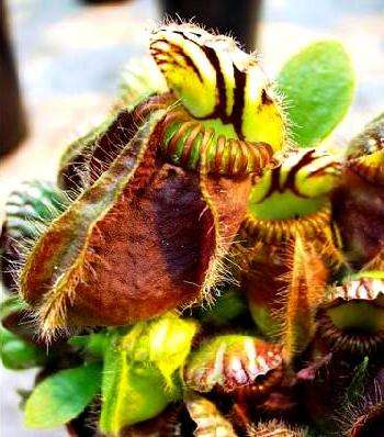 Cephalotus follicularis Seed ~ West Australian Pitcher or Albany Pitcher - Carnivorous