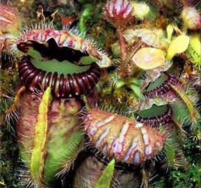 Cephalotus follicularis Seed ~ West Australian Pitcher Plant Seed or Albany Pitcher Plant Seed