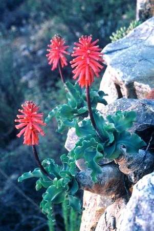 Veltheimia capensis Seeds ~ Sand Lily