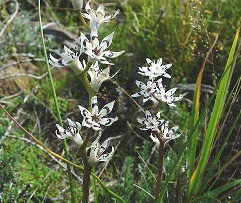 Wurmbea elatior Seeds ~ Pepper-and-Salt flower - Indigenous Bulbs Seeds