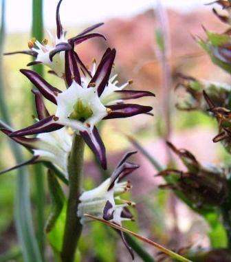 Wurmbea spicata Seeds