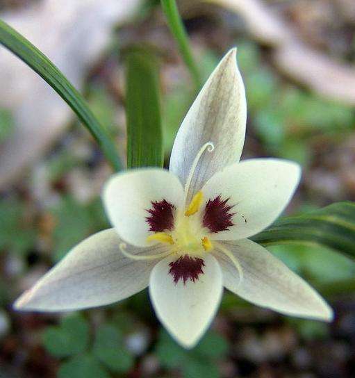 Hesperantha luticola Seeds