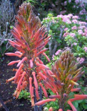 20 Aloe affinis Seeds - Indigenous Succulents