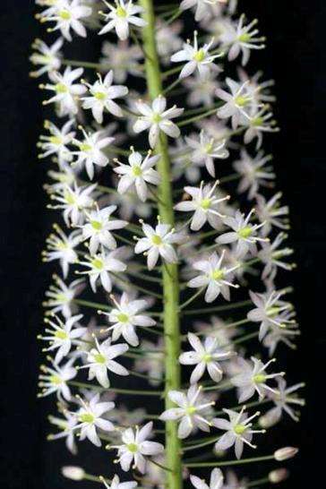 20 Drimia altissima Seeds - Indigenous Bulbs Seeds