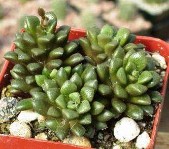 Anacampseros retusa Seeds (Sow Autumn - Winter)