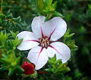 10 Adenandra uniflora China Flower Seeds - Bonsai Indigenous Evergreen Shrub