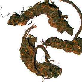 20 Alepidea amatymbica Seeds ~ Ethnobotanical ~ larger tinsel flower, kalmoes, iqwili, ikhathazo