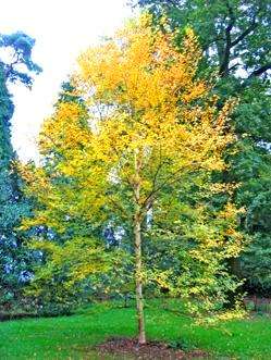 20 Betula papyrifera Tree Seeds ~ Paper birch, Canoe birch, American white birch