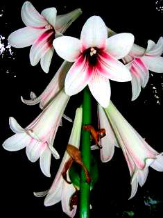 Cardiocrinum giganteum Seeds ~ Giant Lily