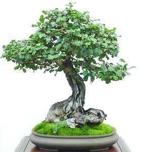 Carob ~ Ceratonia siliqua Bonsai Seeds