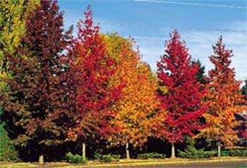 20 Liquidambar styraciflua Seeds ~ American Sweetgum, Redgum