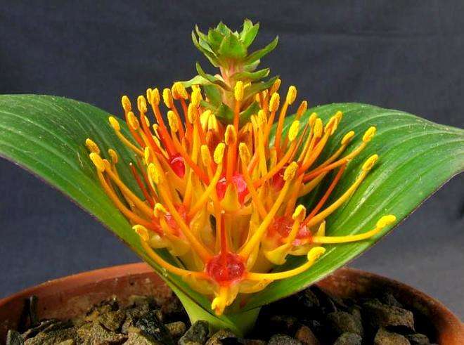 Daubenya marginata Seeds - Sow Autumn - Indigenous Bulbs Seeds