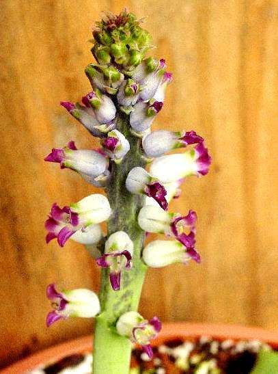 20 Lachenalia carnosa Seeds - Indigenous Bulbs Seeds