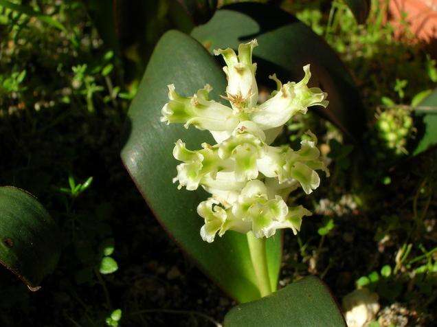 20 Lachenalia congesta Seeds - Indigenous Bulbs Seeds