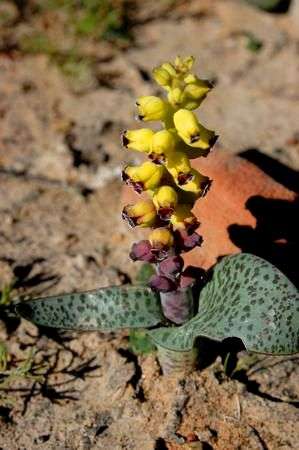 20 Lachenalia elegans var. flava Seeds - Indigenous Bulbs Seeds