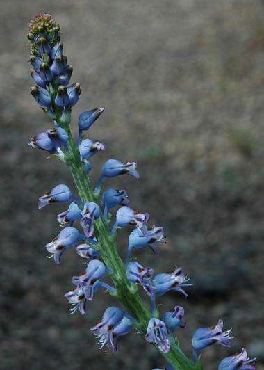 20 Lachenalia gillettii Seeds - Indigenous Bulbs Seeds