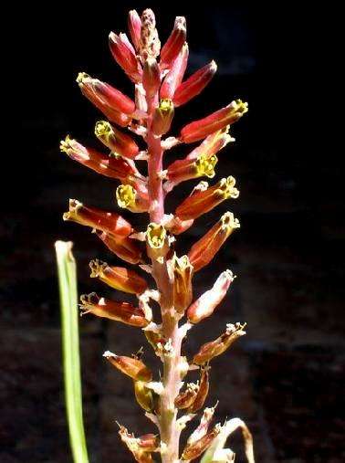 Lachenalia isopetala Seeds - Bulbs Seeds