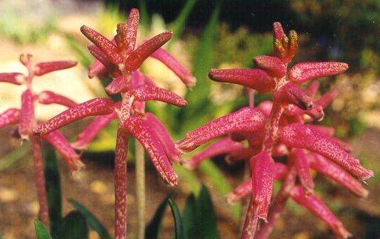 20 Lachenalia rubida Seeds - Indigenous Bulbs Seeds