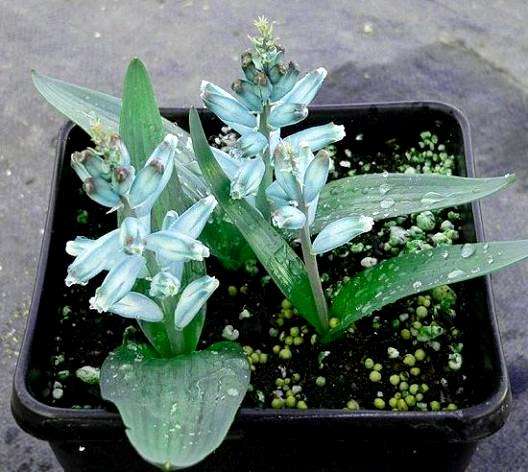 20 Lachenalia viridiflora Seeds - Indigenous Bulbs Seeds