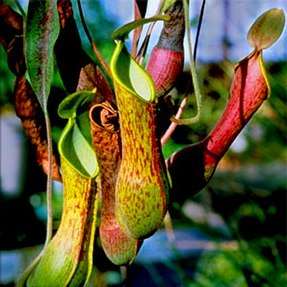 Nepenthes Hybrid Seeds ~ Monkey Cups or Tropical Pitcher Plants - Carnivorous